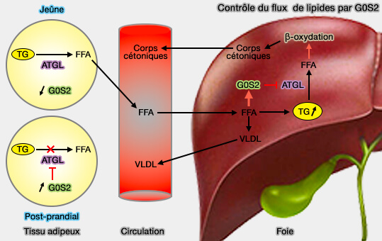 Contrôle du flux lipidique par G0S2