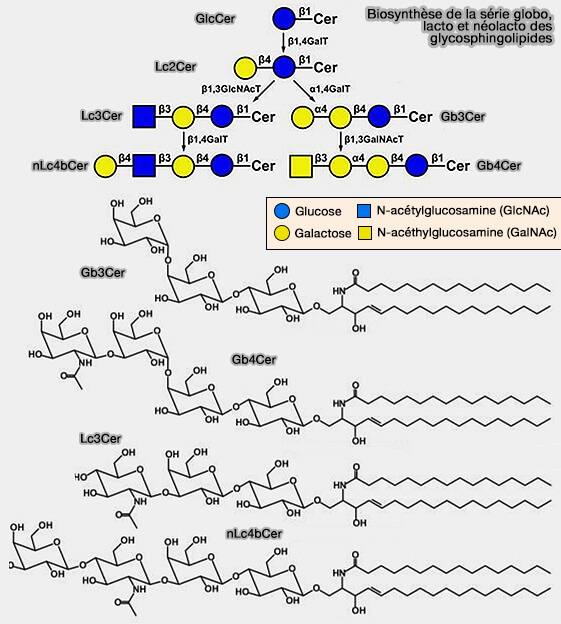 Biosynthèse de la série globo, lacto et néolacto des glycosphingolipides