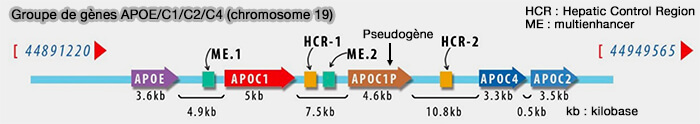 Groupe de gènes APOE/C1/C2/C4 (chromosome 19)