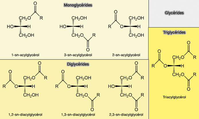 Structure des glycérides