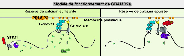 Modèle de fonctionnement de GRAMD2