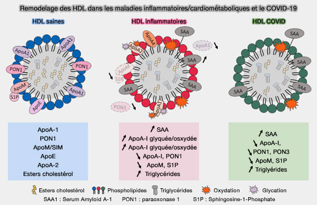 Remodelage des HDL dans les maladies