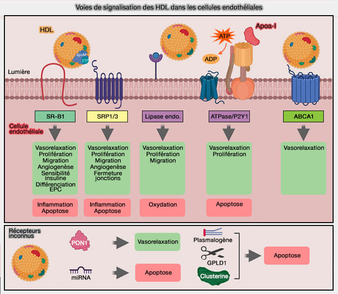 Voies de signalisation des HDL dans les cellules endothéliales