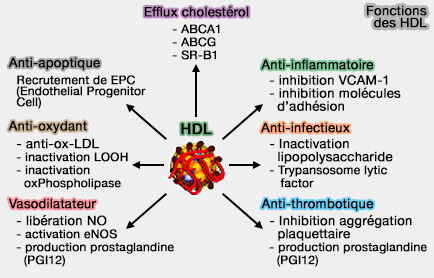 Fonctions des HDL