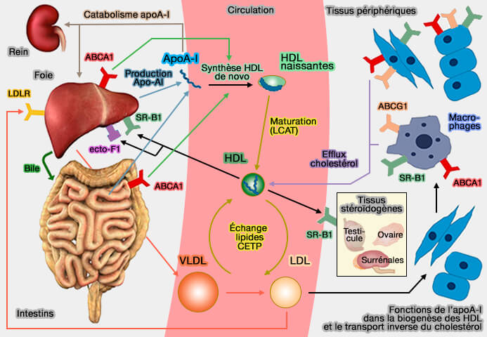 Biogenèse et métabolisme des HDL