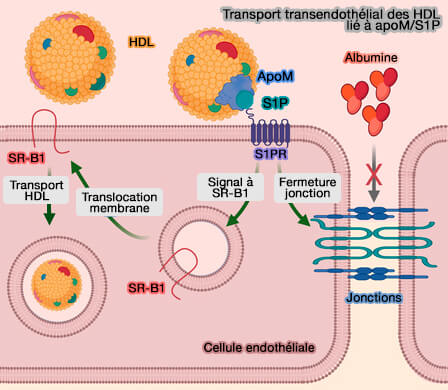 Transport transendothélial des HDL lié à apoM/S1P