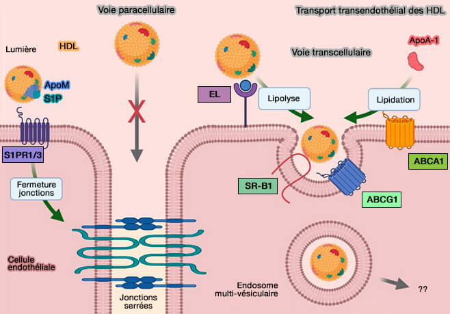 Transport transendothélial des HDL