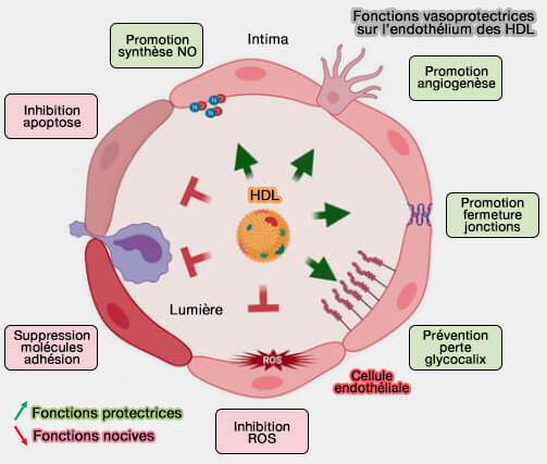 Fonctions vasoprotectrices sur l’endothélium des HDL