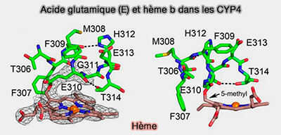 Acide glutamique et hème B dans les CYP4