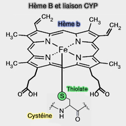 Hème B et liaison CYP