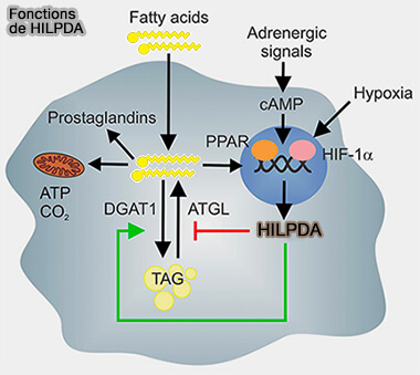Interactions protéiques dans la lipolyse adipocytaire 