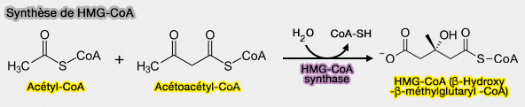 Synthèse de HMG-CoA