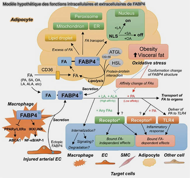 Modèle hypothétique des fonctions intracellulaires et extracellulaires de FABP4