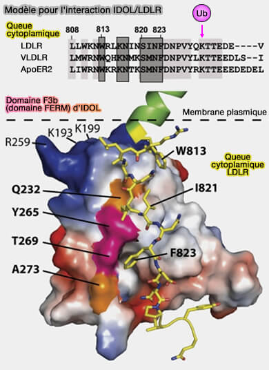Modèle d'interaction IDOL/LDLR