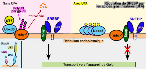 Régulation de SREBP par les acides gras insaturés (UFA)
