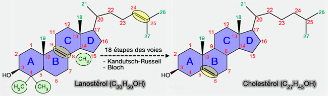 Du lanostérol au cholestérol