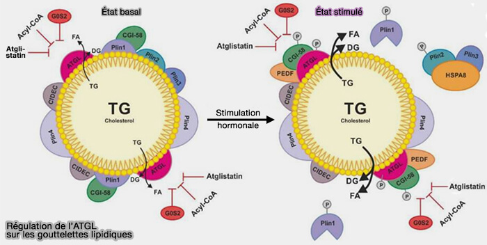 Régulation de l'ATGL