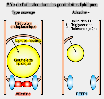 Rôle de l’atlastine dans les LD