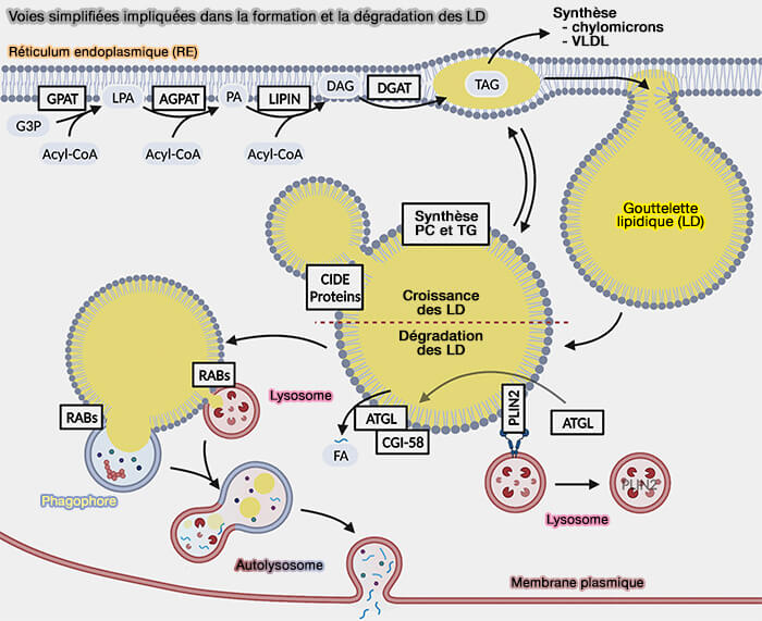 Voies simplifiées impliquées dans la formation et la dégradation des LD