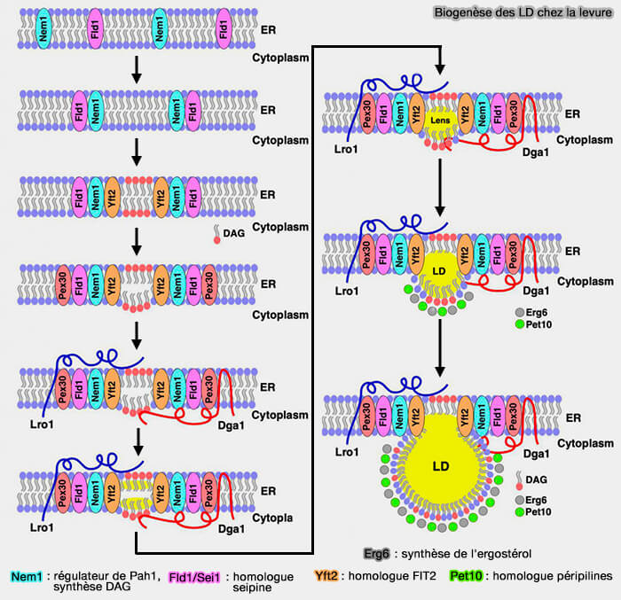Biogenèse des gouttelettes lipidiques (LD) chez la levure