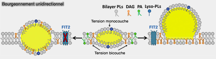 Bourgeonnement unidirectionnel des gouttelettes lipidiques (LD)