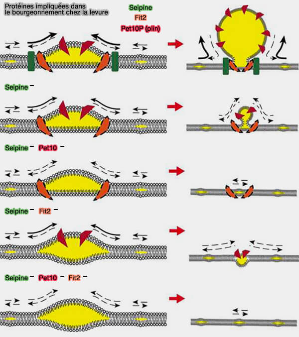 Protéines impliquées dans le bourgeonnement des LD de la levure