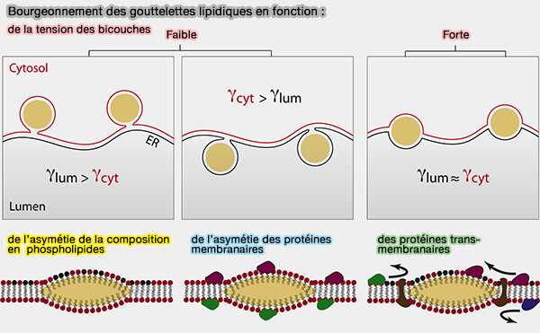 Bourgeonnement des LD en fonction de la tension membranaire