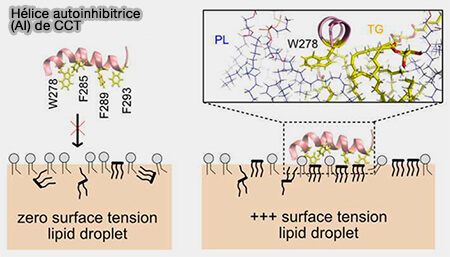 Insertion de l'AI de CCT lors d'expansion de la LD