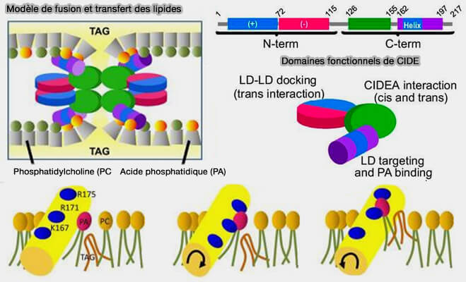 Domaines fonctionnels de CIDE