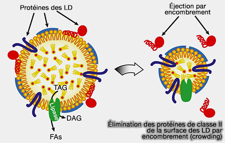 Élimination des protéines de classe II par encombrement