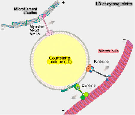 LD et cytosquelette