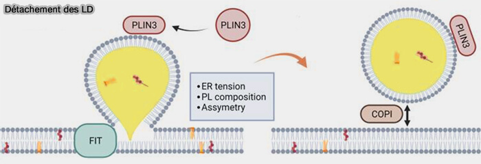 Détachement des gouttelettes lipidiques (LD)
