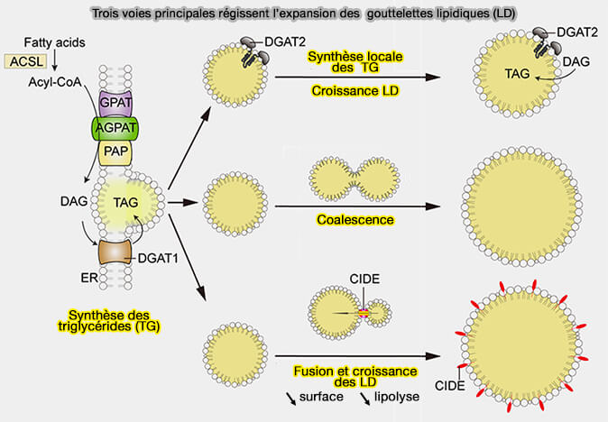 Trois voies principales régissent l’expansion des  gouttelettes lipidiques (LD)