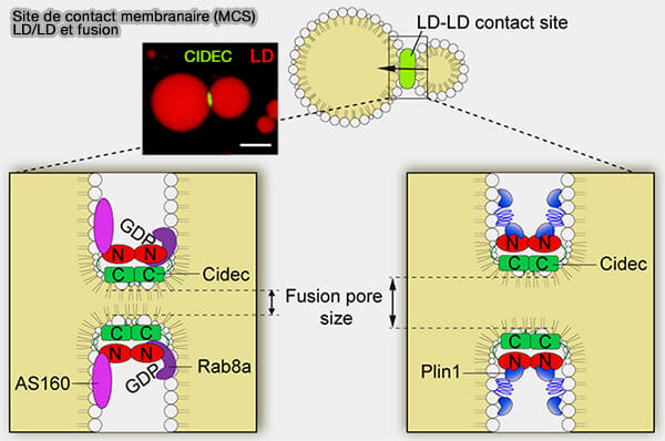 Site de contact membranaire et pore de fusion