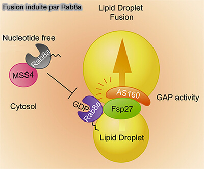 Fusion des LD induite par Rab8a