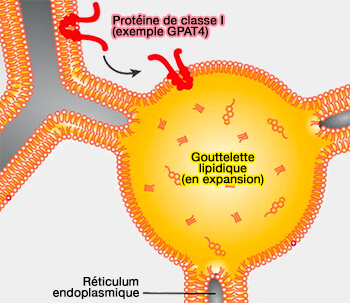 Protéines de classe I : GPAT4