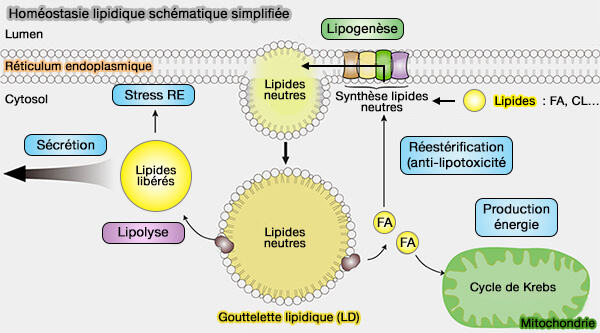 Homéostasie lipidique simplifiée