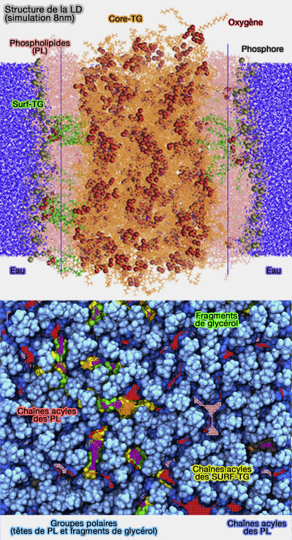 Membrane simulée des LD