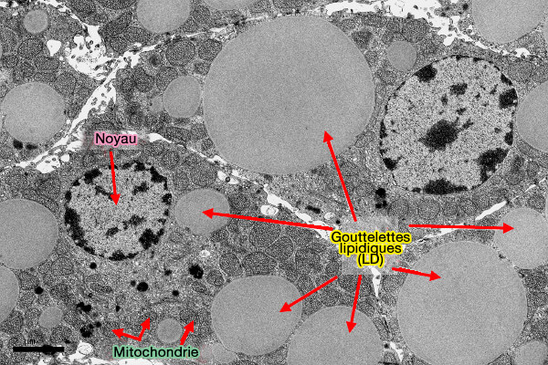 Gouttelettes lipidiques (LD)