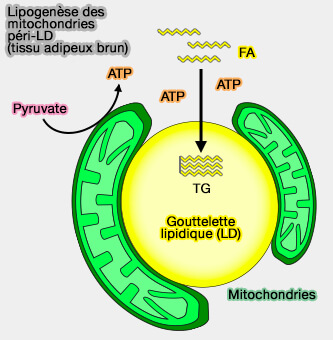 VPS13D dans les MCS LD-RE