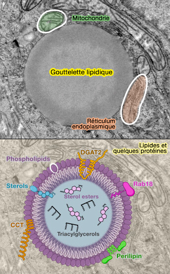 Structure simplifiée des LD