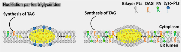 Nucléation de la gouttelette lipidique (LD) par les triglycérides (TG)