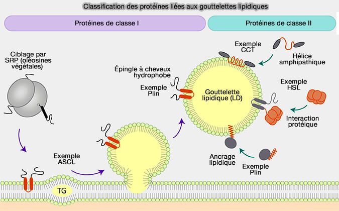 Contribution de la CMA à la régulation du métabolisme du glucose et des lipides