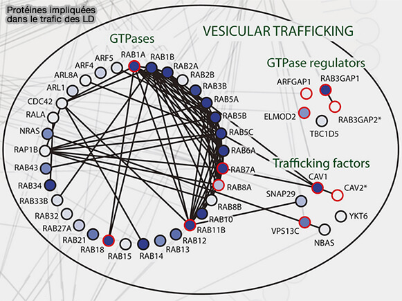 Protéines impliquées dans le trafic des LD