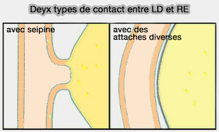 Déficience en seipine