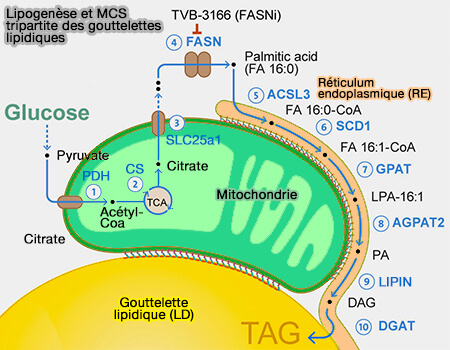 Lipogenèse et MCS tripartite des LD