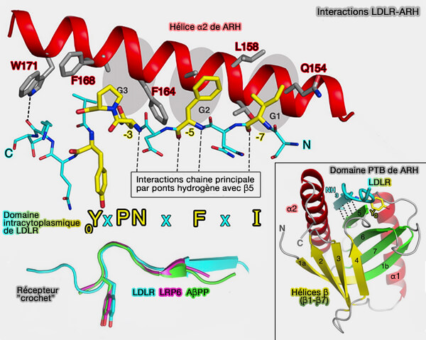 Interactions LDLR/ARH