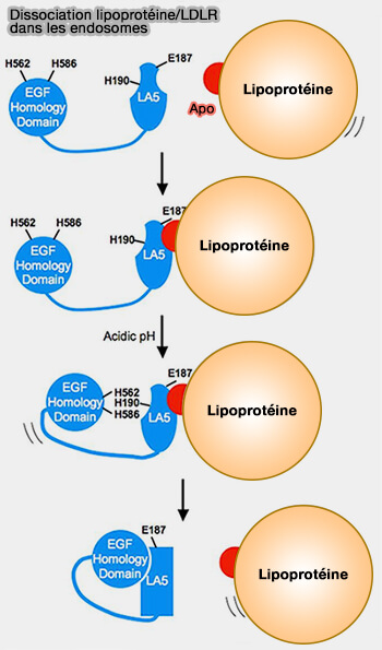 Dissociation lipoprotéine/LDLR