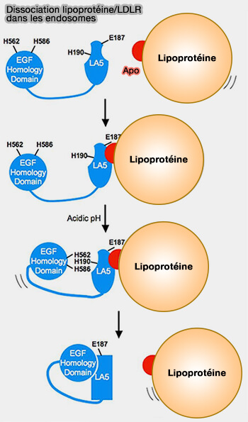 Dissociation lipoprotéine/LDLR