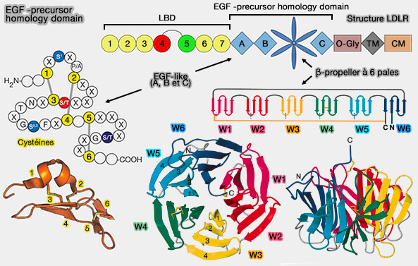 Structure de EGF-precursor homology domain de LDLR